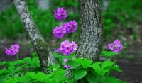紫の花.jpg