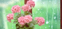雨の花.jpg